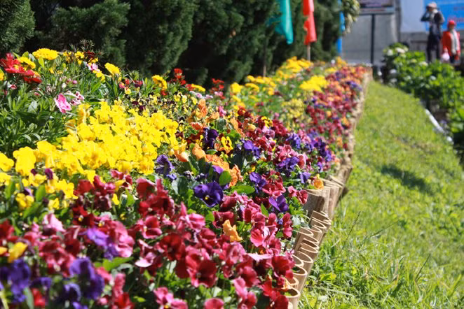 Đây không chỉ là những loài hoa mùa hè rực rỡ sắc hương mà còn là nguồn dược liệu có công dụng chữa bệnh hiệu quả.