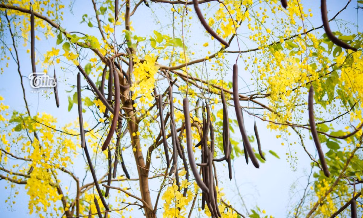 Bài thuốc trị rối loạn tiêu hóa từ cây muồng hoàng yến: Lấy phần thịt quả đem đắp lên vùng rốn của người bệnh hoặc trộn hỗn hợp dầu hạnh nhân với thịt quả thoa lên bụng. Ảnh: Tiin. (Thông tin trong bài chỉ mang tính chất tham khảo, trước khi sử dụng bài thuốc, vui lòng hỏi ý kiến bác sĩ).