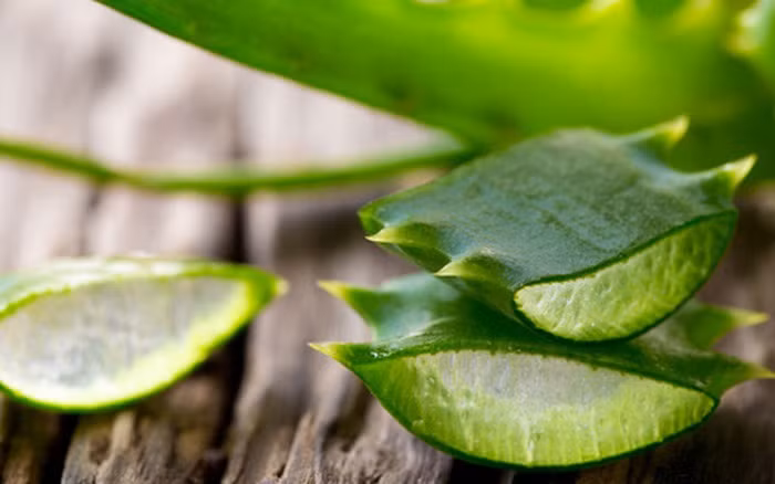 Dùng cây lô hội: Các nghiên cứu đã chỉ ra trong lô hội có chứa thành phần giống như chất khử trùng nên có thể làm sạch da, dịu da và tăng độ đàn hồi cho da. Vì thế mọi người có thể lấy cây lô hội làm mặt nạ mỗi tối. Ảnh: Soha. 