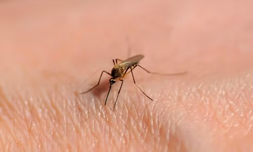 Mùa hè đừng chủ quan với bệnh sốt xuất huyết Mua he dung chu quan voi benh sot xuat huyet