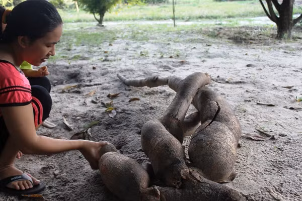 Dao trung cu san dai hon 2m, co hinh thu giong nguoi ca-Hinh-2