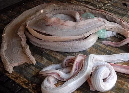 Trong thịt trăn có chứa nhiều thành phần giúp giảm đau, nhức mỏi. Người ta thường làm ruốc như một bài thuốc từ thịt trăn quý giá cho phụ nữ sau sinh ăn rất tốt. Ảnh: Blogsuckhoe.
