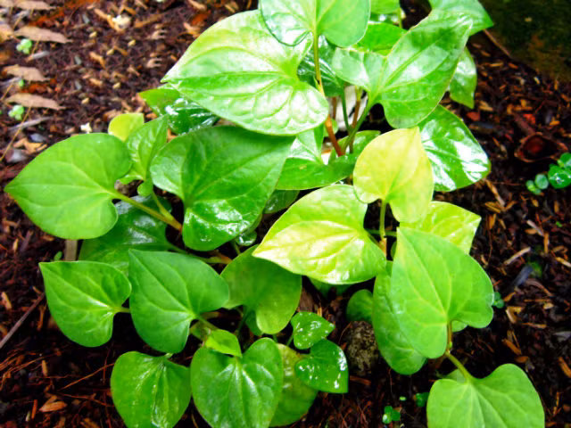 Cach trong "than duoc" diep ca trong chau mot lan an mai mai