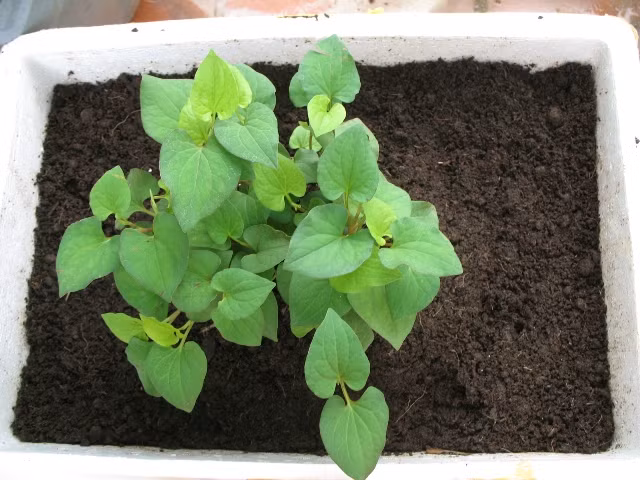 Cach trong "than duoc" diep ca trong chau mot lan an mai mai-Hinh-2