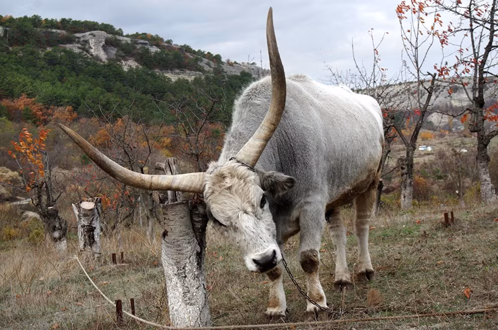 Chú bò gặm cỏ ở Bakhchisarai. Ảnh Sputnik