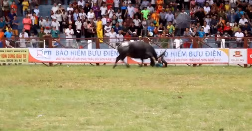 Hai Phong: Thot tim canh trau choi tan cong “chu nhan” tren san dau-Hinh-4