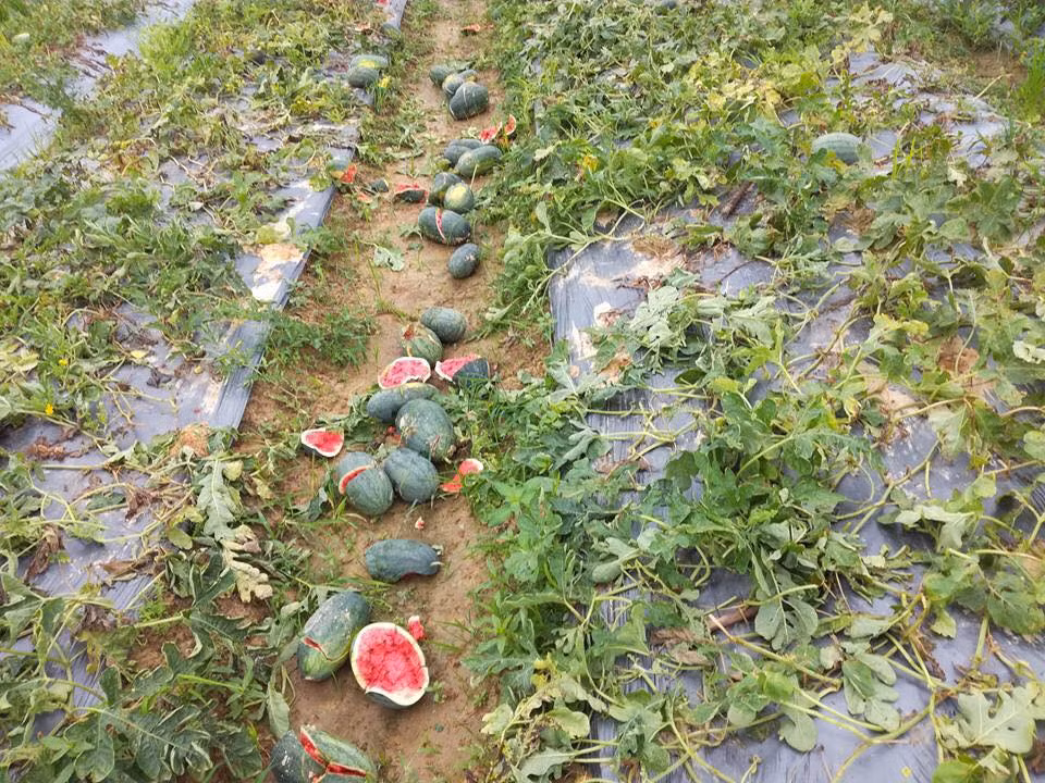 Anh: Ke xau an trom con pha nat vuon dua hau o Hai Duong-Hinh-3