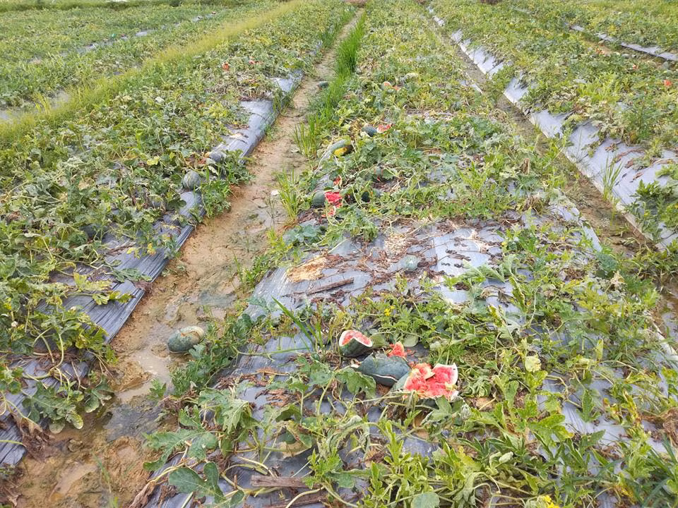 Anh: Ke xau an trom con pha nat vuon dua hau o Hai Duong-Hinh-4