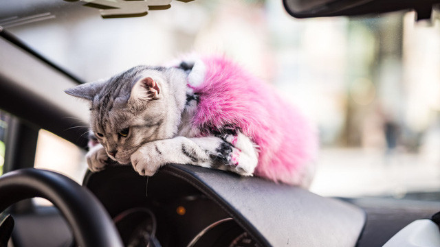 Torako tận hưởng cảm giác ngồi trước vô-lăng và tỏ ra rất thuần thục khi chiếc xe chạy quanh đường đua Fuji Speedway. Nguồn ảnh: Jalopnik.