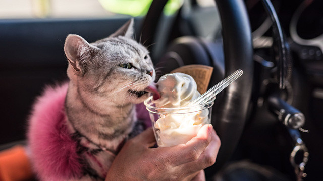 Mèo sang chảnh Torako còn được chủ nhân chiều chuộng cả về thức ăn lẫn đồ uống ngay trên chiếc siêu xe trị giá tiền tỷ này.