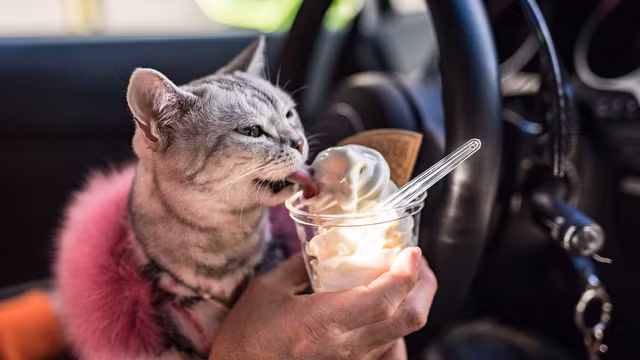 Mèo sang chảnh Torako còn được chủ nhân chiều chuộng cả về thức ăn lẫn đồ uống ngay trên chiếc siêu xe trị giá tiền tỷ này.
