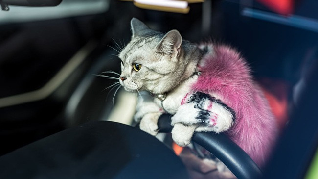 Bắt chước chủ cầm lái vô lăng khi xe dừng đỗ. Hình ảnh chú mèo cầm lái siêu xe Lamborghini khá thu hút cộng đồng mạng Instagram khi nó được chủ lập riêng cho tài khoảng mạng xã hội này.