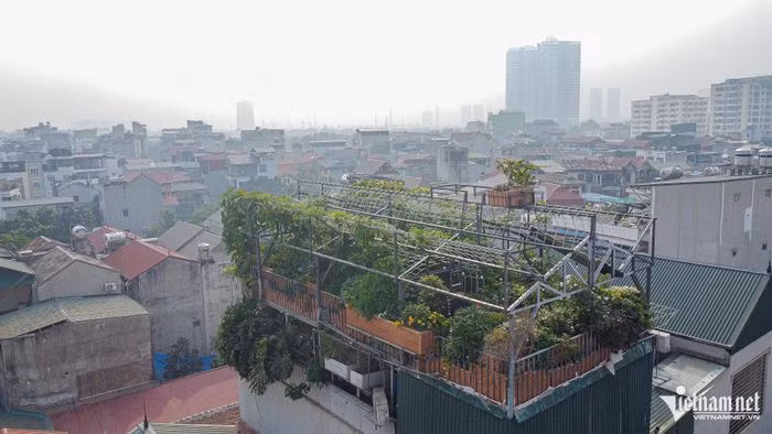 Chi 400 triệu để cải tạo 'nông trại sân thượng' - Hình 3 Chi 400 trieu de cai tao 'nong trai san thuong'-Hinh-3
