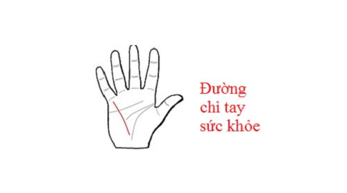 2. Đường chỉ tay sức khỏe: Đường sức khỏe là một đường chạy thẳng từ phía gần cổ tay tới gốc ngón tay út. Đường này cho biết một vài dấu hiệu về sức khỏe. Nếu đường chỉ tay sức khỏe bị đứt đoạn thì có thể chủ nhân sẽ gặp các vấn đề liên quan đến hệ tiêu hóa. Nếu đường này giống như một chuỗi sợi xích, cho thấy chủ nhân dễ gặp vấn đề về hệ hô hấp. Trong trường hợp, có những nếp gấp chồng lên điểm bắt đầu đường chỉ tay này, cho biết chủ nhân đang gặp rắc rối về đầu, mũi hoặc cổ họng. Nếu các nếp gấp ở cuối đường thì lại báo hiệu bạn đang gặp vấn đề về đường tiết niệu.