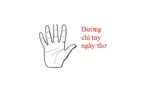4. Đường chỉ tay ngây thơ: Nếu ở phần dưới cùng của ngón tay trỏ có nhiều đường vân ngang dọc, tức bạn đang sở hữu đường chỉ tay ngây thơ. Ý chỉ bản tính bạn lương thiện, chất phác, dễ bị người khác lợi dụng. Có càng nhiều đường vân này thì chủ nhân càng dễ bị lừa gạt, bị nói xấu sau lưng. Nếu đường này xuất hiện, tốt hơn hết bạn cần hành sự thận trọng, không lo chuyện bao đồng kẻo sẽ tự vướng vào rắc rối thị phi.