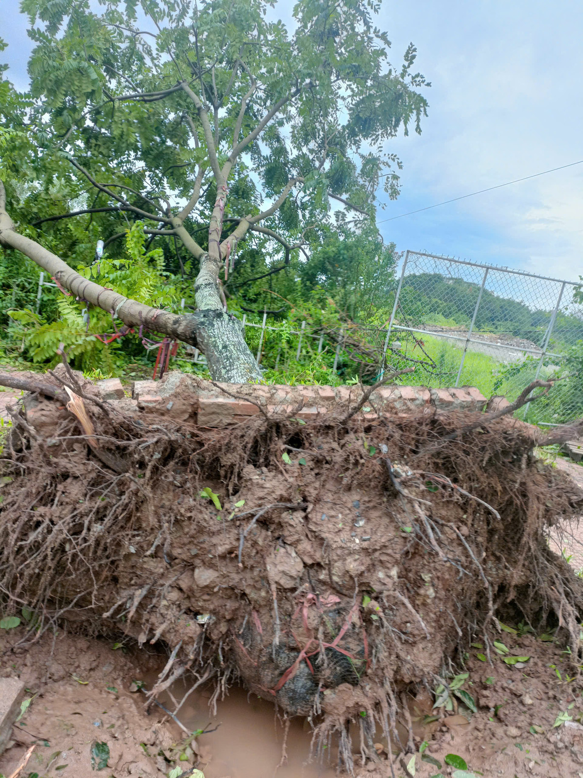 Hà Nội: Tăng cường bảo vệ, phát triển cây xanh đô thị Ha Noi: Tang cuong bao ve, phat trien cay xanh do thi