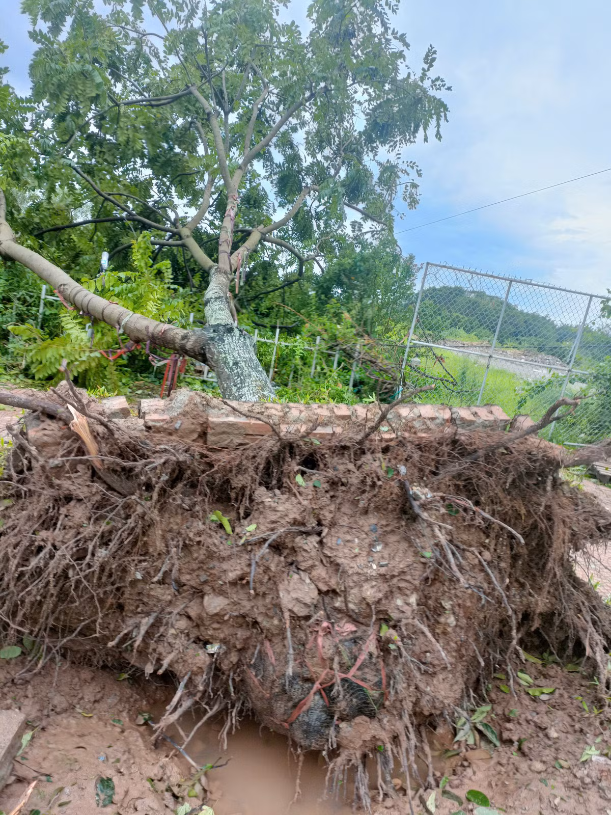 Ha Noi: Tang cuong bao ve, phat trien cay xanh do thi