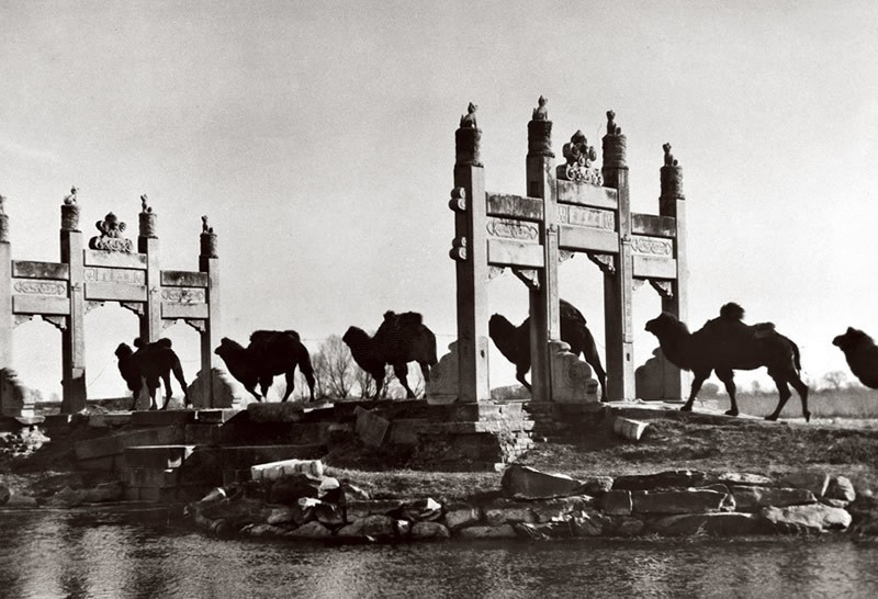 Một đoàn lạc đà thồ bông, lá chè, đồ gốm.