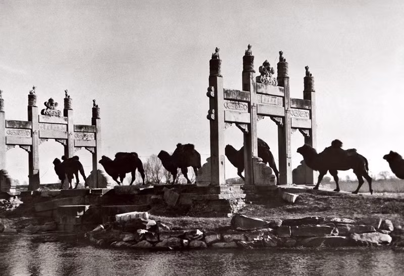 Một đoàn lạc đà thồ bông, lá chè, đồ gốm.