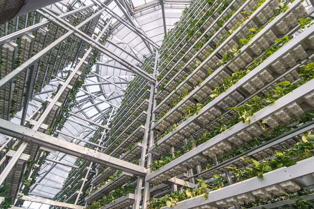 Kham pha nong nghiep hang dau the gioi ben trong Vineco Nam Hoi An-Hinh-5