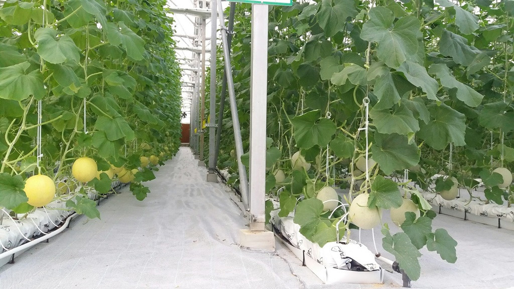 Kham pha nong nghiep hang dau the gioi ben trong Vineco Nam Hoi An-Hinh-7