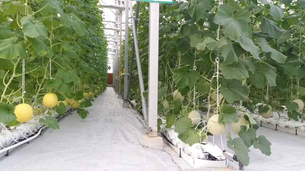 Kham pha nong nghiep hang dau the gioi ben trong Vineco Nam Hoi An-Hinh-7