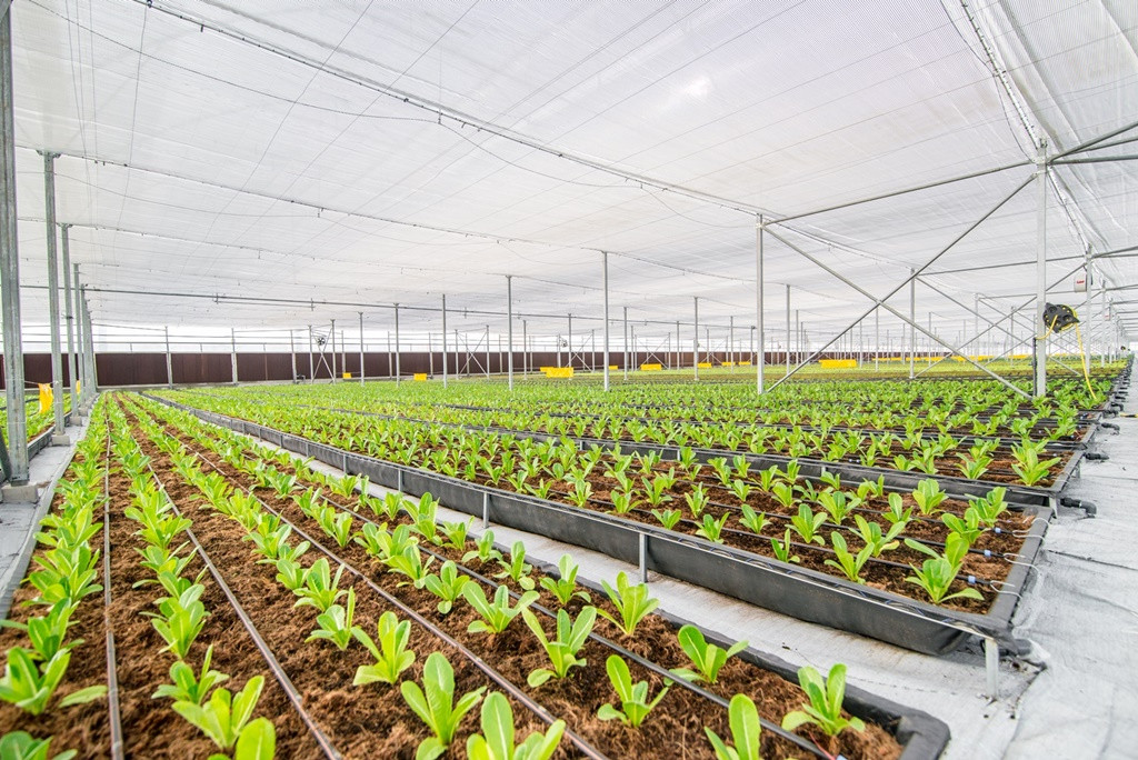 Kham pha nong nghiep hang dau the gioi ben trong Vineco Nam Hoi An-Hinh-9