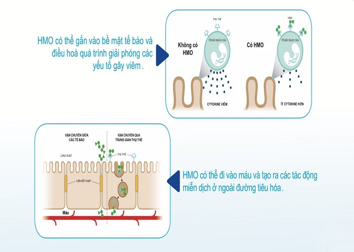 Bo sung HMO de tre khoe manh-Hinh-3