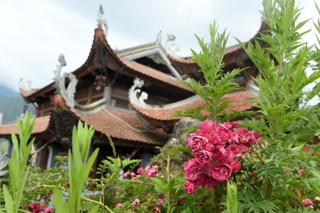Ngắm những sắc vàng, đỏ của đỗ quyên trên đỉnh, ít ai nghĩ, chỉ mới tháng trước thôi, một đợt băng giá đã từng khiến nhiều loài cây trên đỉnh héo úa. Riêng chỉ có đỗ quyên là vững vàng, vẫn cứ trổ bông, nở rực. Lên chốn linh thiêng, ngắm hoa đua nở, có lẽ chỉ Fansipan mới đem đến nhiều trải nghiệm lạ lùng và thú vị đến thế. Đi nhé, để rồi chẳng muốn về đâu.