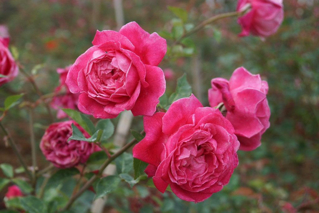 Đi sâu hơn chút nữa, phía sau khu chợ Tây Bắc, cả một vườn hồng cổ Sa Pa đang đồng loạt nở. Hồng cổ Sa Pa vốn là loài hồng quý, được giới chơi hoa săn đón. Để quy tụ được vài trăm gốc hồng trong khu vườn này cũng không dễ dàng.