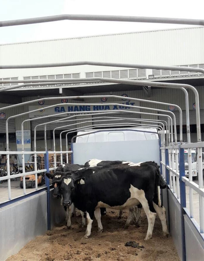 Vinamilk nhap lo bo A2 thuan chung dau tien tu Newzealand-Hinh-5