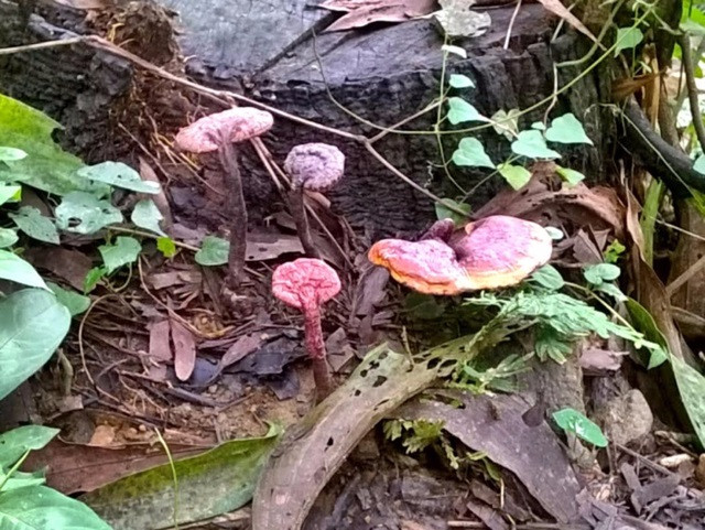 Nam lim xanh rung Tien Phuoc gia bao nhieu va noi ban uy tin-Hinh-2