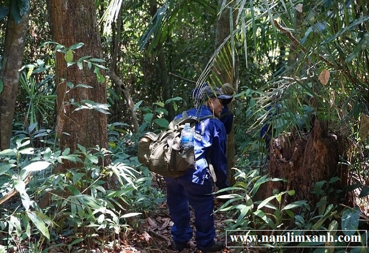 Nam lim xanh rung Tien Phuoc gia bao nhieu va noi ban uy tin-Hinh-3