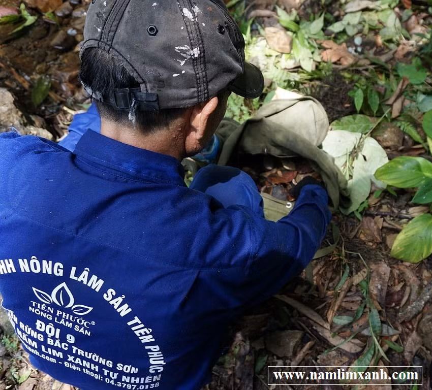 Nam lim xanh rung Tien Phuoc gia bao nhieu va noi ban uy tin-Hinh-5