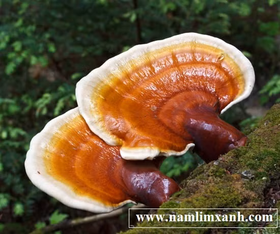 Nam lim xanh rung Tien Phuoc gia bao nhieu va noi ban uy tin