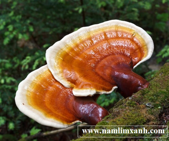 Nam lim xanh rung Tien Phuoc gia bao nhieu va noi ban uy tin