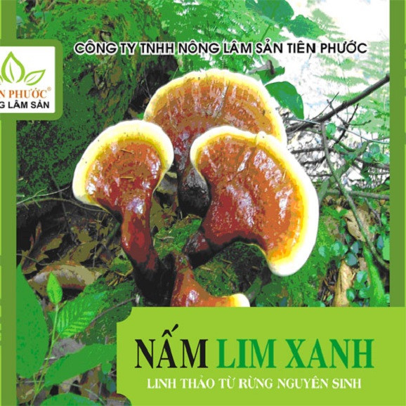 Nam lim xanh rung Tien Phuoc gia bao nhieu va noi ban uy tin-Hinh-6