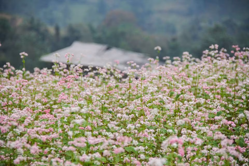 Tam giác mạch có sắc hoa tuyệt đẹp với màu hoa trắng, tím, hồng mà đồng bào Mông gọi với cái tên dân dã là cây hoa sèo. Ảnh: Facebook Nguyen Dai.