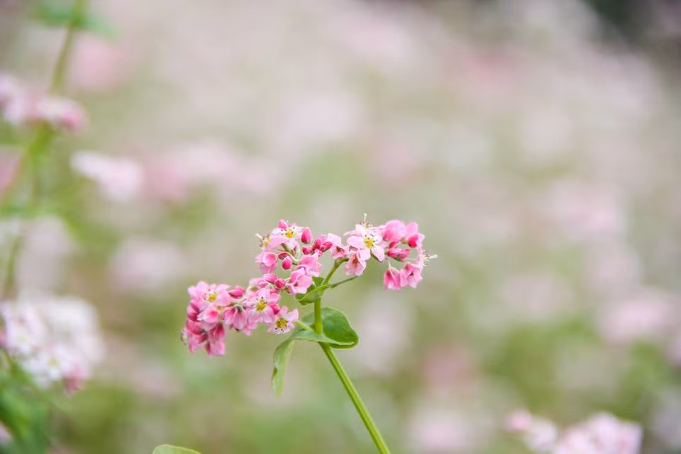 Những ngày khi Lễ hội hoa tam giác mạch 2016 ở Hà Giang đang diễn ra tấp nập, thì ở một nơi khác của vùng núi cao Lào Cai, những bông hoa tam giác mạch đầu tiên cũng đã bung nở. Ảnh: Facebook Nguyen Dai.