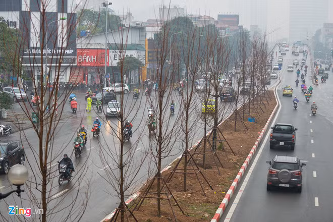 Nhiều quan điểm trái chiều trước việc phong lá đỏ được trồng trên đường phố Hà Nội. Ảnh: Quỳnh Trang.