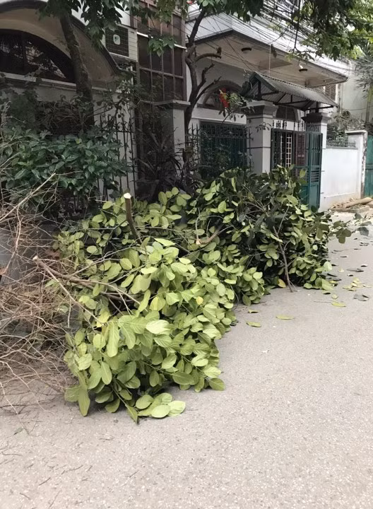 Gia đình chị Phương cho rằng, cây xanh của gia đình trồng, các cán bộ UBND phường Hoàng Văn Thụ đến chặt cây lúc gia đình chị vắng nhà là "lạm quyền".