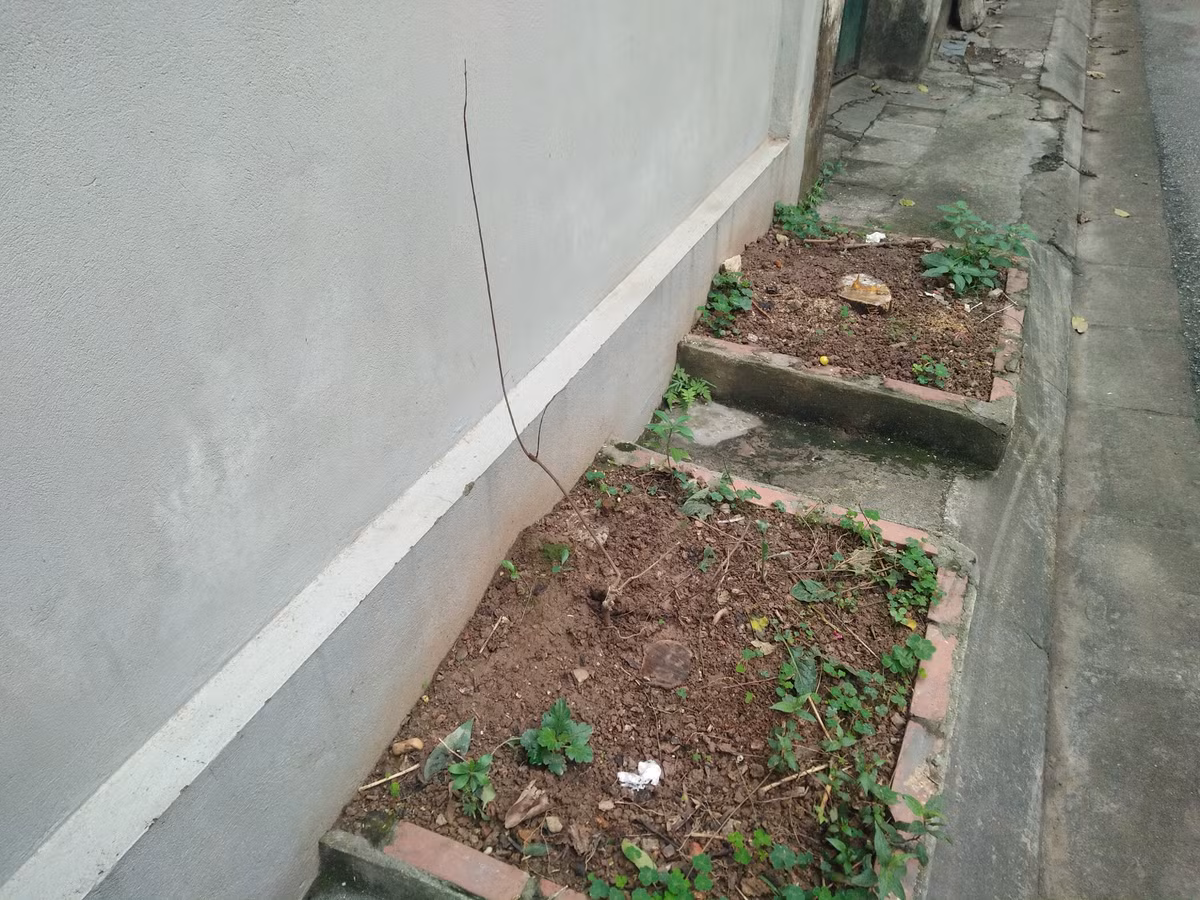 Khu vực hai cây xanh trước cửa nhà chị Phương giờ chỉ còn gốc cụt.