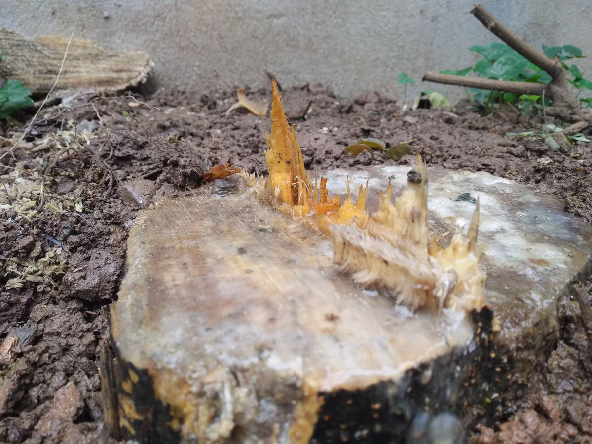 Cận cảnh gốc cây bị cưa chặt.