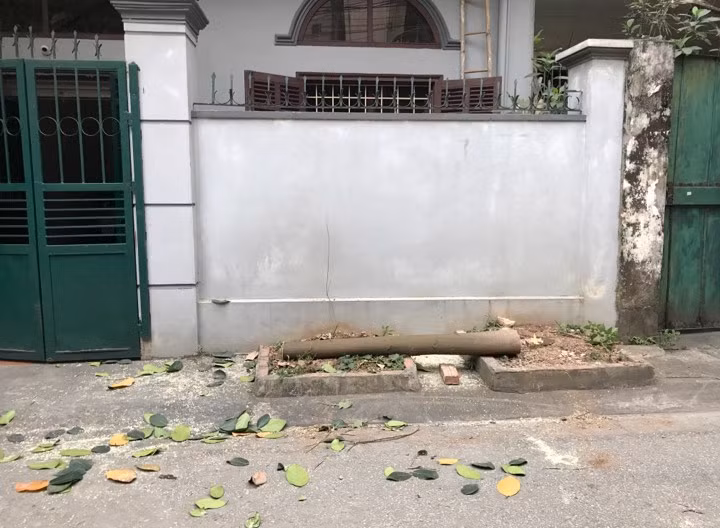 Thân cây xanh sau khi bị cắt nằm lăn lóc dưới đất, mùn cưa bắn tung tóe xung quanh.