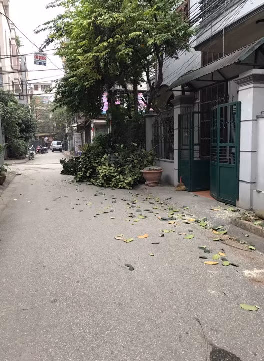 Cành lá cây vứt vừa bãi.