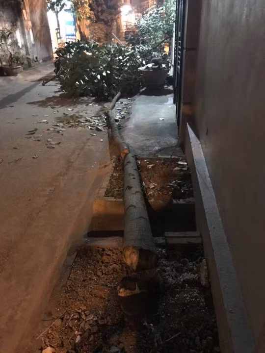 Hình ảnh cây xanh bị cán bộ phường Hoàng Văn Thụ cắt không thương tiếc.