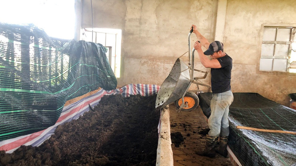 Nuôi trùn quế - chăn nuôi gà đặc sản đẻ trứng bán giá cao Nuoi trun que - chan nuoi ga dac san de trung ban gia cao