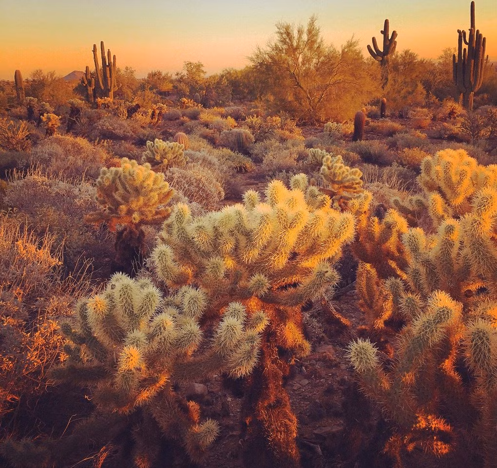 Sa mạc Arizona được Andrew P. chụp toát lên vẻ đẹp cuốn hút.