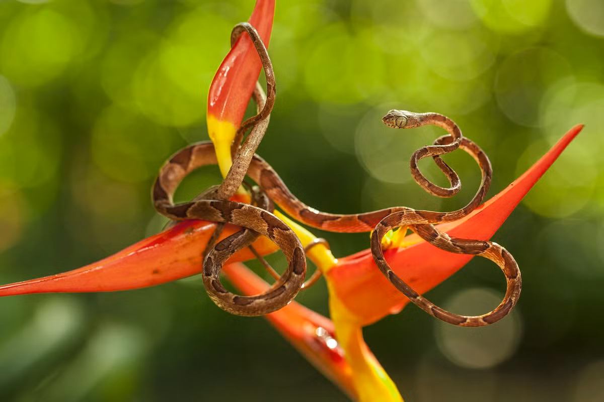 Alvaro Cubero Vega đã rất vất vả mới chụp được bức ảnh loài rắn caracolera vô hại ở Sarapiqui, Costa Rica. Bức ảnh này lọt chung kết ở hạng mục Thế giới thiên nhiên.