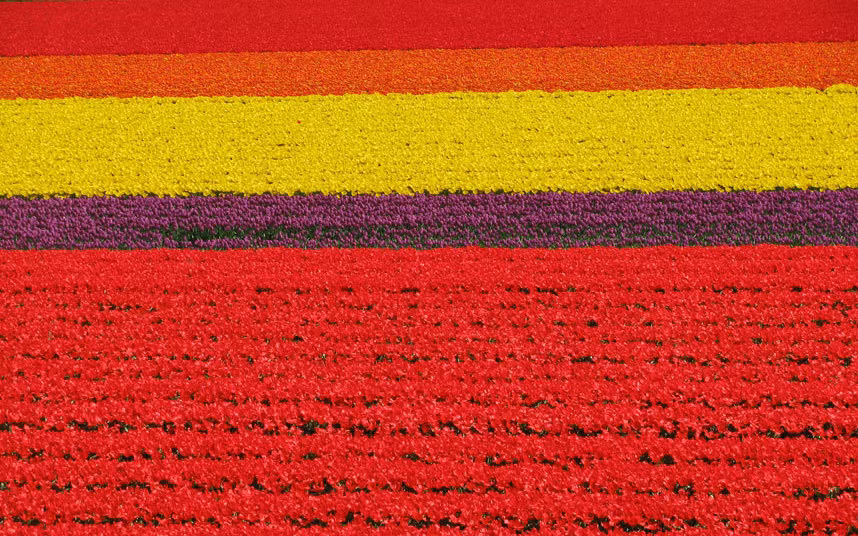 Vườn hoa Keukenhof nằm ở thị trấn Lisse, cách thủ đô Amsterdam, Hà Lan được đánh giá là một trong những vườn hoa xuân đẹp nhất thế giới.